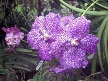 Singapore Botanic Gardens  by Jay T