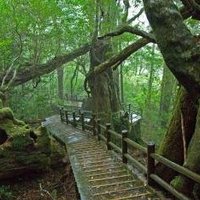 Yakushima by Gary Arndt