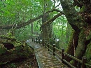 Yakushima by Gary Arndt