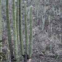 Tehuacán-Cuicatlán Valley by Anonymous WHS Traveller