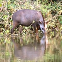 Pantanal by Solivagant