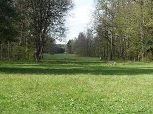 Białowieża Forest by Nan