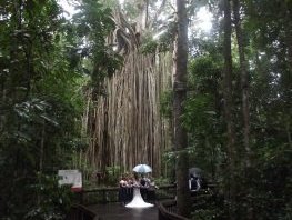 Wet Tropics of Queensland by john booth