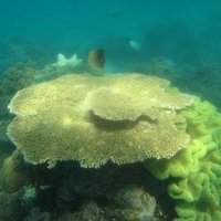 Great Barrier Reef by Jay T