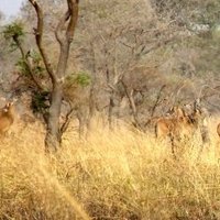 W-Arly-Pendjari Complex by Solivagant