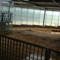 Neolithic Flint Mines at Spiennes by Nan