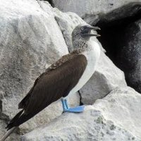 Galapagos Islands by Jay T