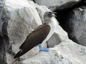 Galapagos Islands by Jay T