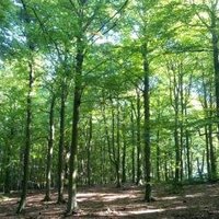 Primeval Beech Forests by Tsunami