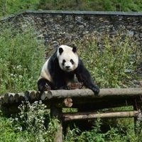 Sichuan Giant Panda Sanctuaries by Michael Novins
