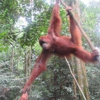 Tropical Rainforest Sumatra by Wojciech Fedoruk