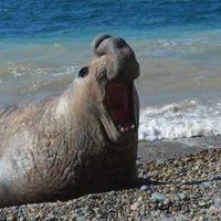 Peninsula Valdes by Michael Novins