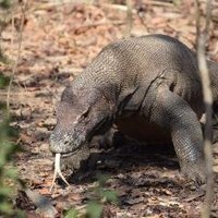 Komodo National Park by Svein Elias