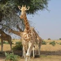 Zone Giraphe by Michael Novins