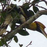 Kaeng Krachan Forest by Solivagant