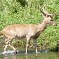 Thungyai-Huai Kha Khaeng by Solivagant