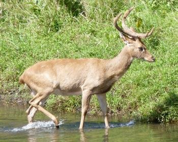 Thungyai-Huai Kha Khaeng by Solivagant