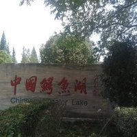 The Alligator Sinensis Nature Reserve by Zoë Sheng