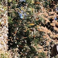 Monarch Butterfly Biosphere Reserve by Philipp Peterer