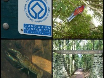Gondwana Rainforests by Clyde