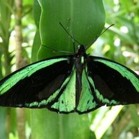 Wet Tropics of Queensland by Clyde