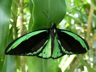 Wet Tropics of Queensland by Clyde