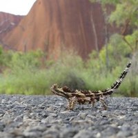 Uluru by Clyde