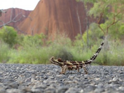 Uluru by Clyde