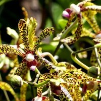 Singapore Botanic Gardens  by Clyde