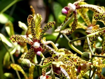 Singapore Botanic Gardens by Clyde