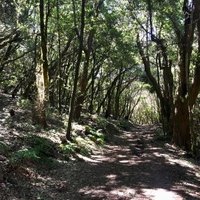 Garajonay by Shandos Cleaver