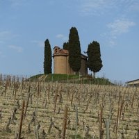 Vineyard Landscape of Piedmont by Nan