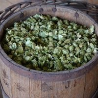 Žatec – Landscape of Hops by Els Slots