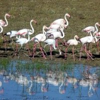 Donana National Park by Solivagant