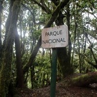 Garajonay by Philipp Peterer