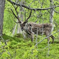 Laponian Area by Clyde