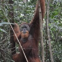 Tropical Rainforest Sumatra by Michael Novins