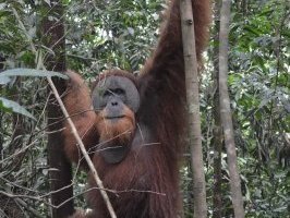 Tropical Rainforest Sumatra by Michael Novins