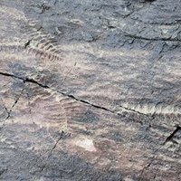 Mistaken Point by Randi Thomsen