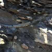 Joggins Fossil Cliffs by Craig Harder