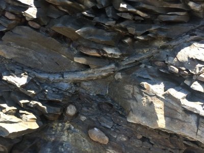 Joggins Fossil Cliffs by Craig Harder