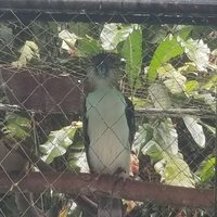 Mount Hamiguitan by Zoë Sheng