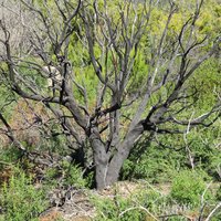 Garajonay by Els Slots