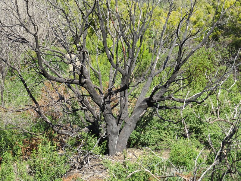 Garajonay by Els Slots