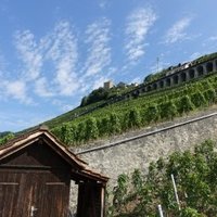 Lavaux, Vineyard Terraces by Nan