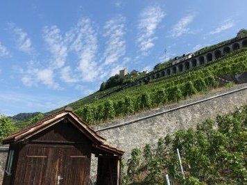 Lavaux, Vineyard Terraces by Nan