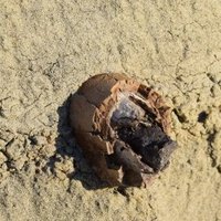 Dinosaur Provincial Park by Svein Elias