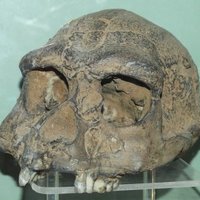 Sangiran Early Man Site by Clyde