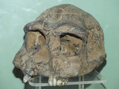 Sangiran Early Man Site by Clyde