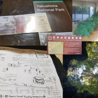 Yakushima by Zoë Sheng